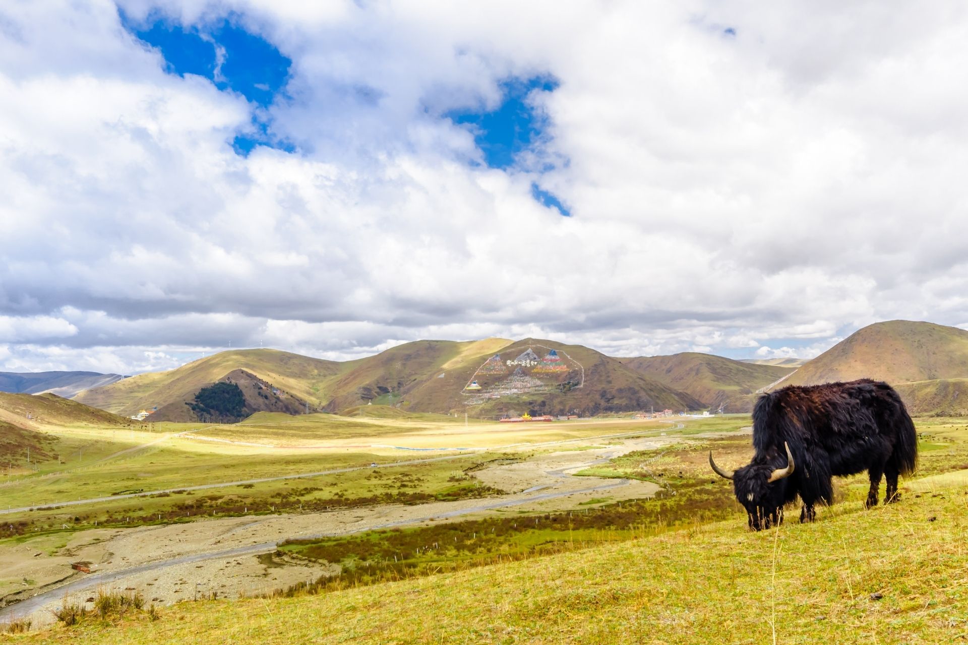 Yak by tagong grassland in Sichuan
